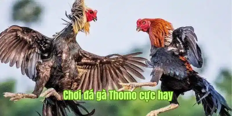 Đá gà Thomo mang lại trải nghiệm cá cược an toàn và uy tín